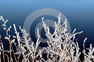 Icy twigs and branches in frosty snow against blue