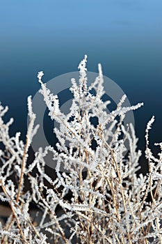 Icy twigs and branches in snow against blue