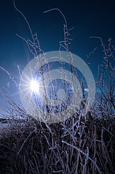 Icy twigs and branches in snow against blue dawn