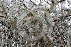 Icy vegetation in the winter on a freezing English winter day