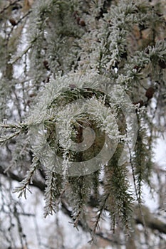 Icy vegetation in the winter on a freezing English winter day