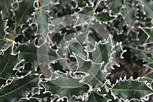 Icy vegetation in the winter on a freezing English winter day