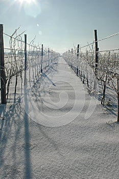 Icy vineyard after a snow storm