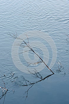 Icy willow branches against the background of the river