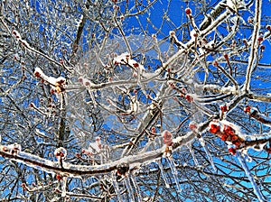 Icy Winter berries