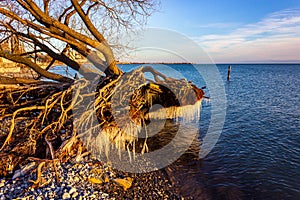 Icycle roots at Frnchmans Bay