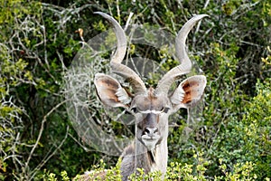 ID Photo look - Greater Kudu - Tragelaphus strepsiceros