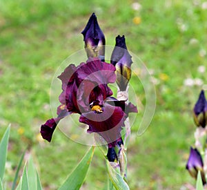 Ida Red variety of bearded iris photo