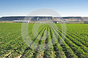 Idaho corn field