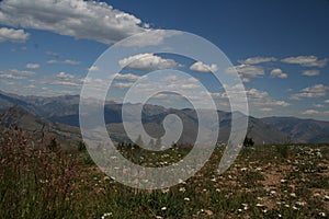 Idaho field of flowers