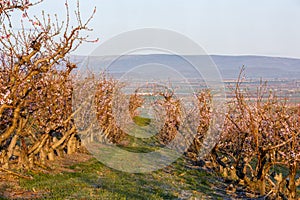 Idaho fruit orchard with trees in full bloom in the morning