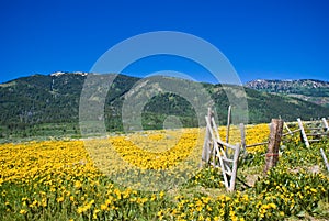 Idaho Mountains in June photo