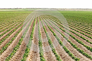 An Idaho potato field with newly germinated potato plants.