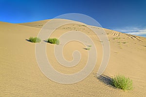 Idaho sand dunes with AVT tracks