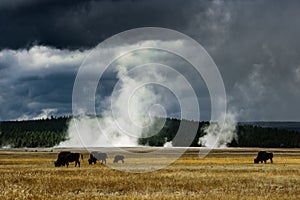 IDAHO SOMEWHERE WILDEST WILD BARN BISON