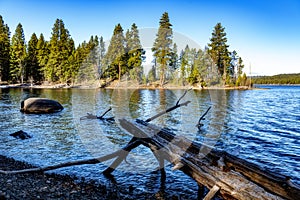 Idaho State Ponderosa Park with tree hanging over the lake