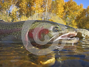 Idaho steelhead trout