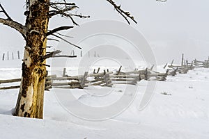 Idaho winter sceen with bid tree and wood fence