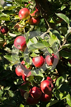 Idared apples on tree