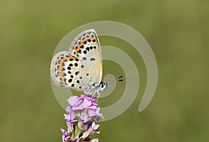 The idas blue butterfly or Plebejus idas photo