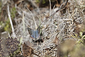 An Idas blue butterfly, Plebejus idas photo