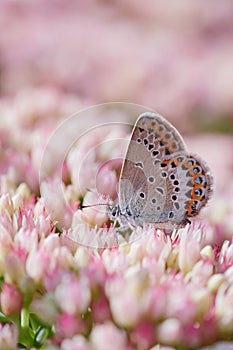 Idas blue butterfly sits on pink flowers. Plebejus idas photo
