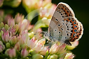 Idas blue butterfly sitting on flower. Plebejus idas photo