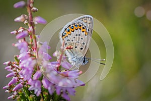 Idas blue or northern blue butterfly on the blooming heather twig photo
