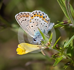 Idas blue or northern blue butterfly on yellow flower photo
