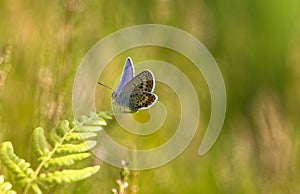 An Idas Blue Plebejus idas butterfly sitting on a fern leaf photo
