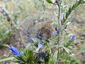 Idas butterfly with damaged wing photo
