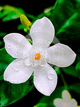 Idda Flower in rainy day