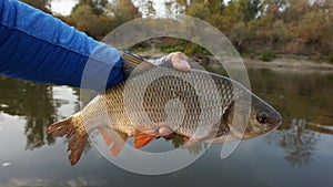 Ide fish in the hands of the angler.