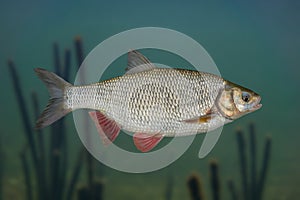 Ide fish isolated on natural underwater background