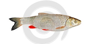 Ide, isolated over white