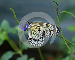 Idea leuconoe butterfly