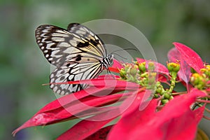 Idea leuconoe butterfly