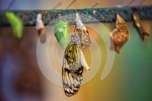 Idea leuconoe butterfly being born