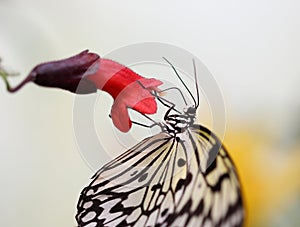 Idea leuconoe butterfly is sitting on the flower