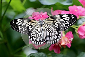 Idea leuconoe Paper Kite butterfly