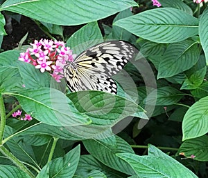 Idea leuconoe paperkite butterfly