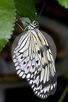 Idea leuconoe, rice paper