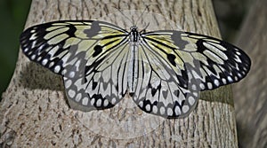 Idea Leuconoe/Rice Paper/ Paper Kite Butterfly