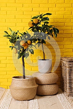 Idea for minimalist interior design. Small potted bergamot and lemon trees with fruits near bright yellow brick wall