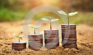 idea plant with money growing on soil. concept finance and accounting