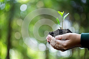 Idea of planting trees on world environment day. Earth Day In hands of trees growing seedlings. Bokeh green Background Female hand