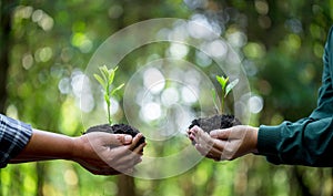 Idea of planting trees on world environment day. Earth Day In hands of trees growing seedlings. Bokeh green Background Female hand