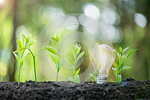 Idea of renewable energy and energy saving. Energy saving light bulb and tree growing on the ground on bokeh nature background.