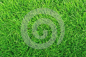 Ideal concept used for making green flooring, lawn for a training football pitch, Grass Golf Courses green lawn pattern textured