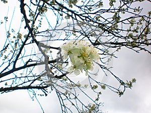 ramas con flores photo